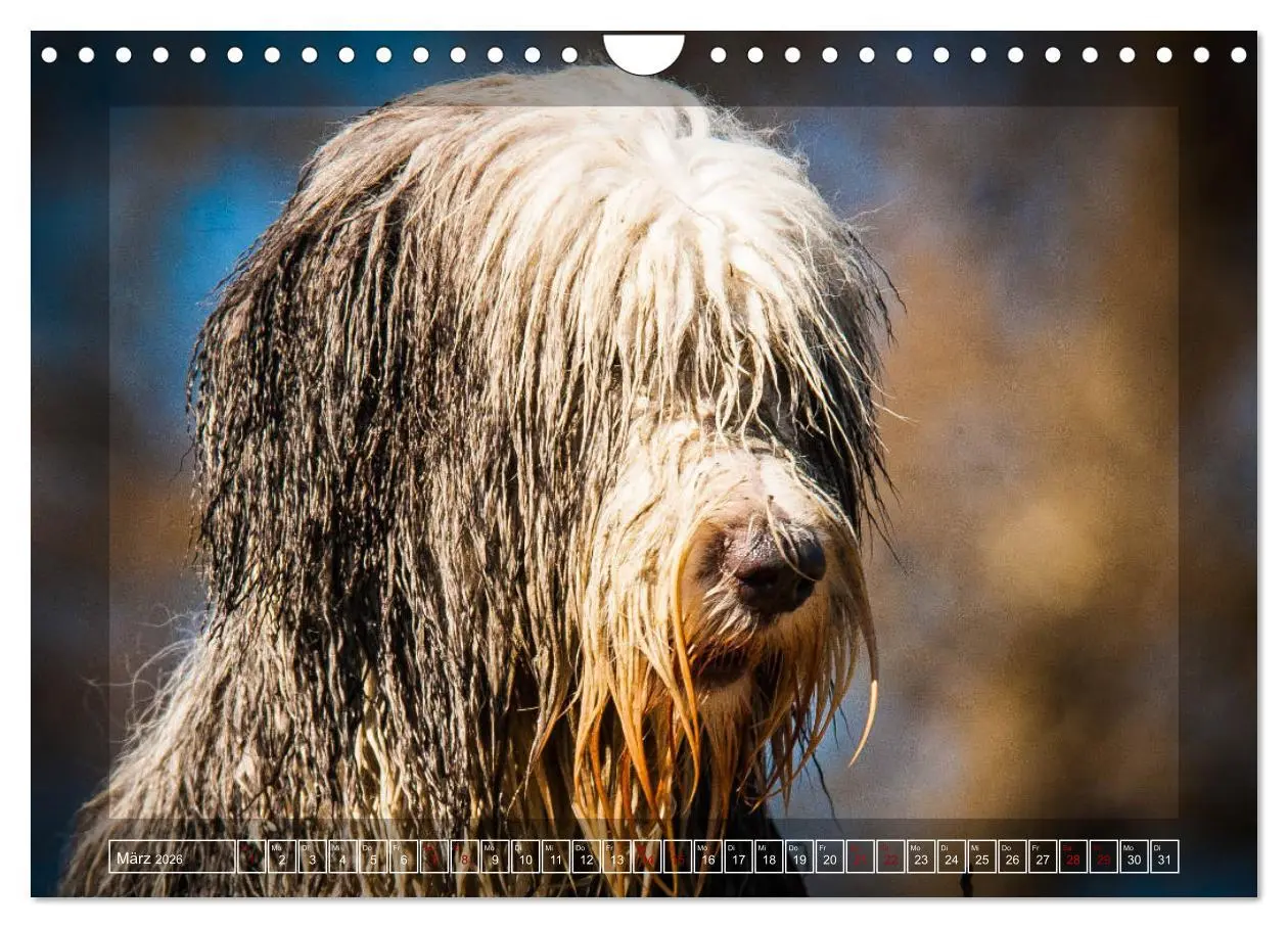 Bild: 9783457840979 | Bearded Collie, mein Freund (Wandkalender 2026 DIN A4 quer),...
