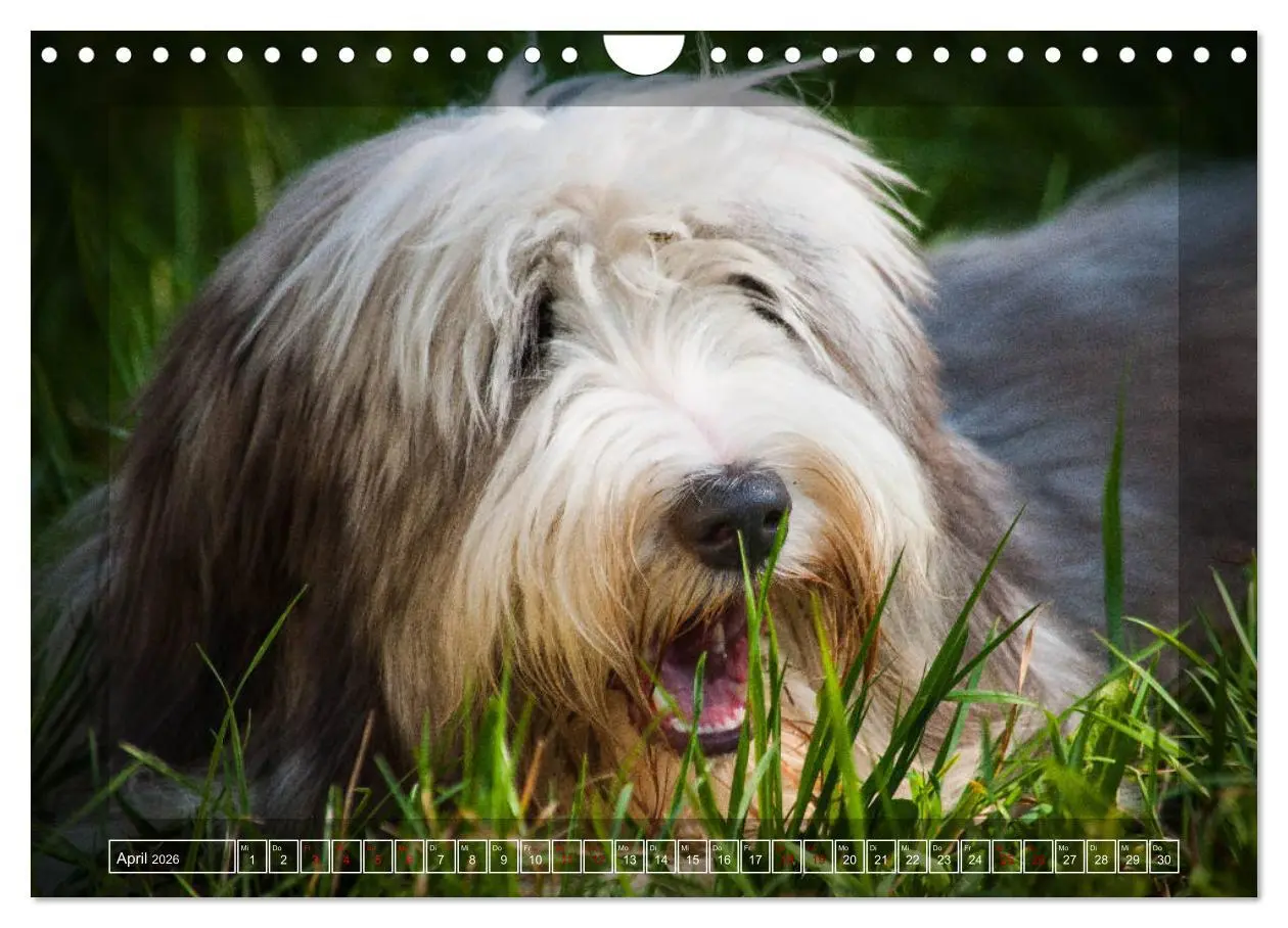 Bild: 9783457840979 | Bearded Collie, mein Freund (Wandkalender 2026 DIN A4 quer),...