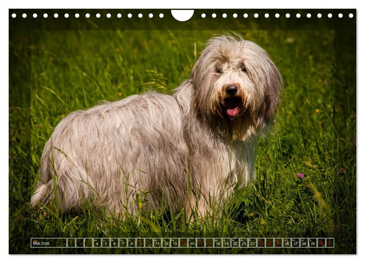 Bild: 9783457840979 | Bearded Collie, mein Freund (Wandkalender 2026 DIN A4 quer),...