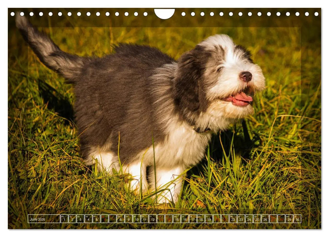 Bild: 9783457840979 | Bearded Collie, mein Freund (Wandkalender 2026 DIN A4 quer),...