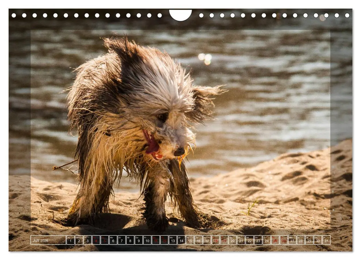 Bild: 9783457840979 | Bearded Collie, mein Freund (Wandkalender 2026 DIN A4 quer),...