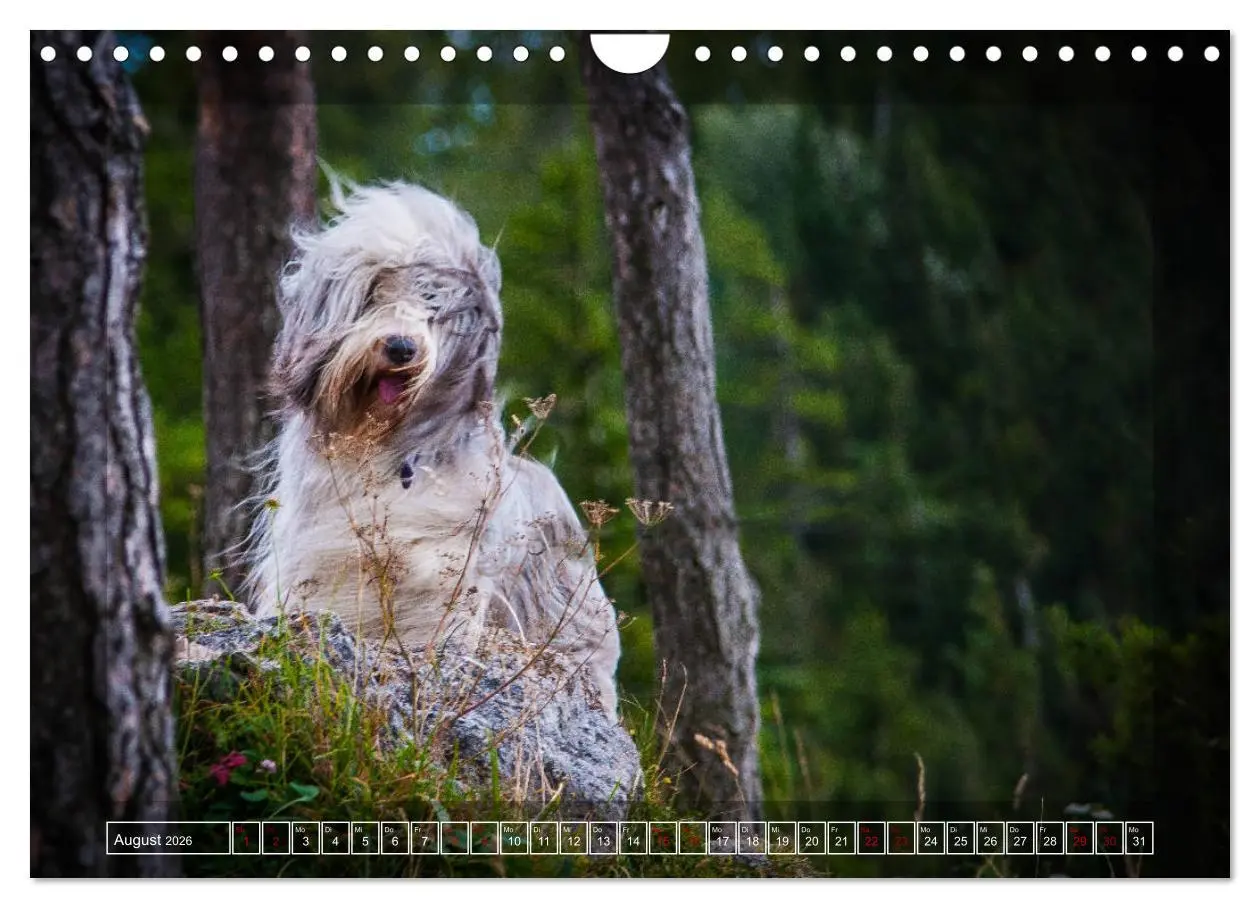 Bild: 9783457840979 | Bearded Collie, mein Freund (Wandkalender 2026 DIN A4 quer),...