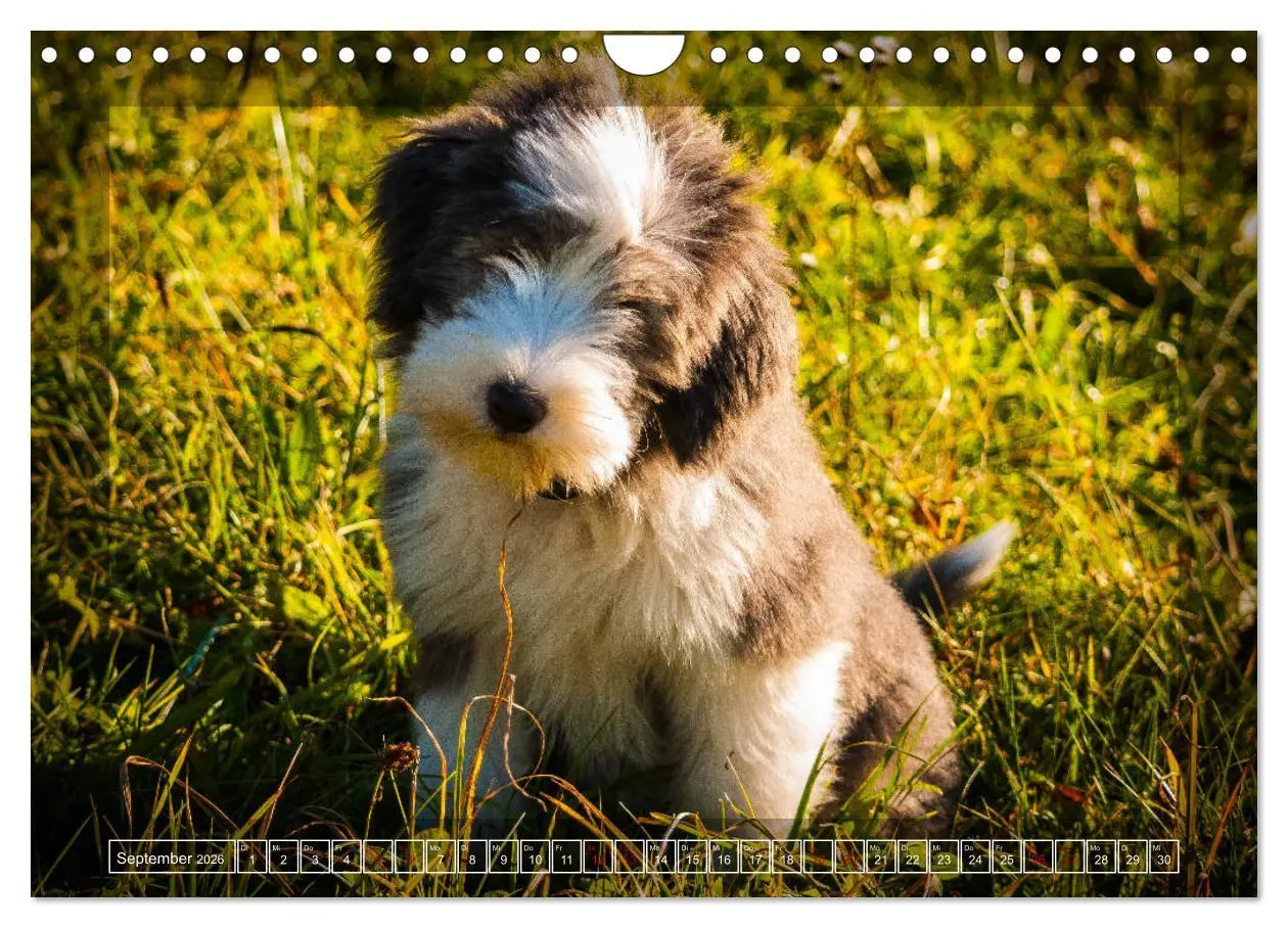 Bild: 9783457840979 | Bearded Collie, mein Freund (Wandkalender 2026 DIN A4 quer),...