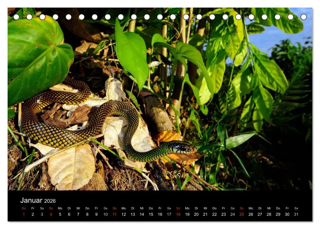 Bild: 9783516170979 | Schlangen (Tischkalender 2026 DIN A5 quer), CALVENDO Monatskalender
