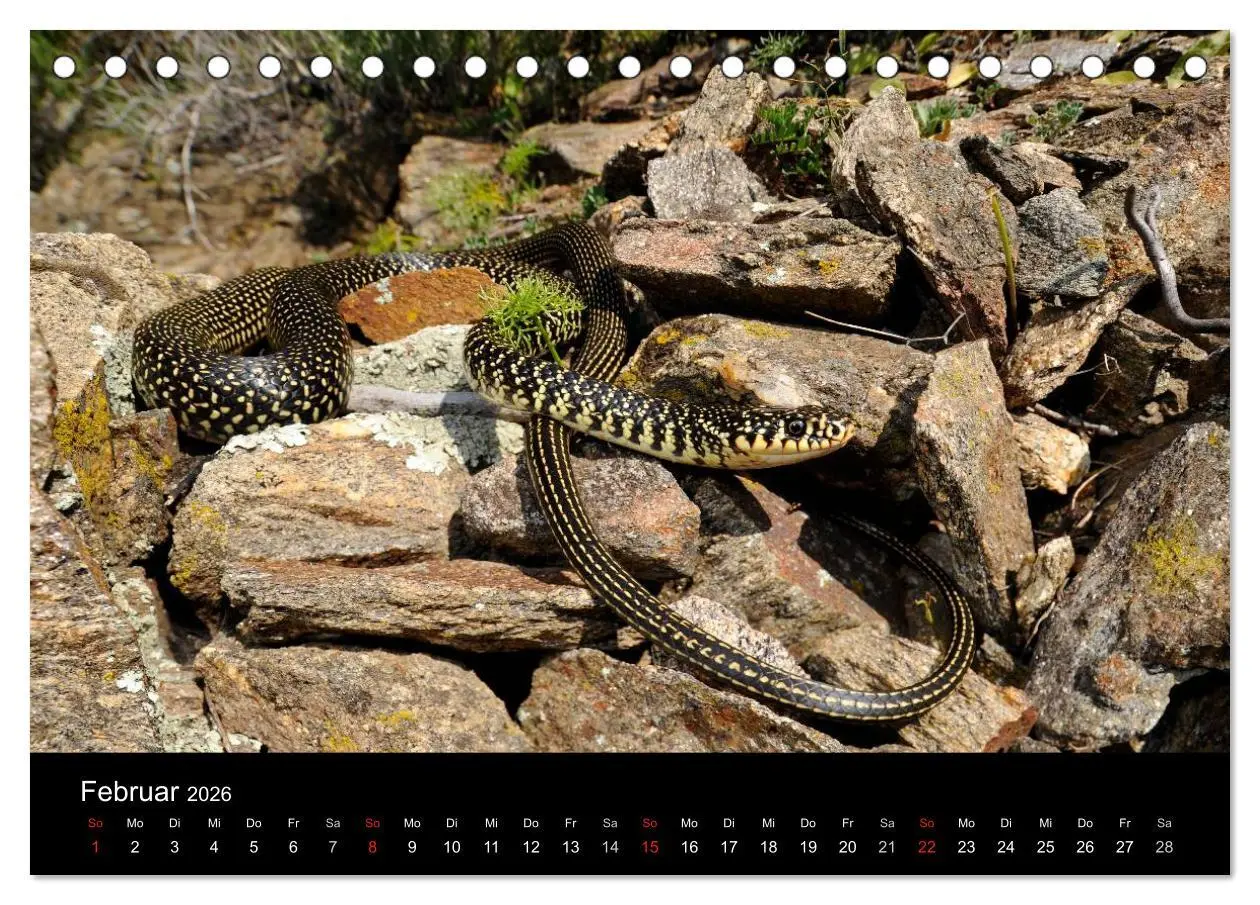 Bild: 9783516170979 | Schlangen (Tischkalender 2026 DIN A5 quer), CALVENDO Monatskalender