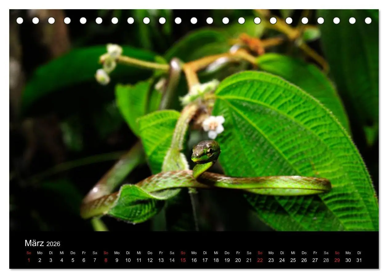 Bild: 9783516170979 | Schlangen (Tischkalender 2026 DIN A5 quer), CALVENDO Monatskalender