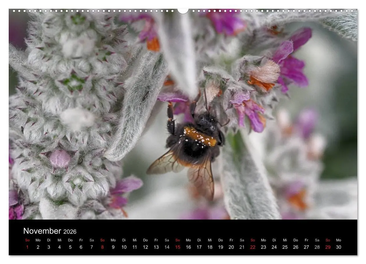 Bild: 9783516131079 | Hummelflug (Wandkalender 2026 DIN A2 quer), CALVENDO Monatskalender