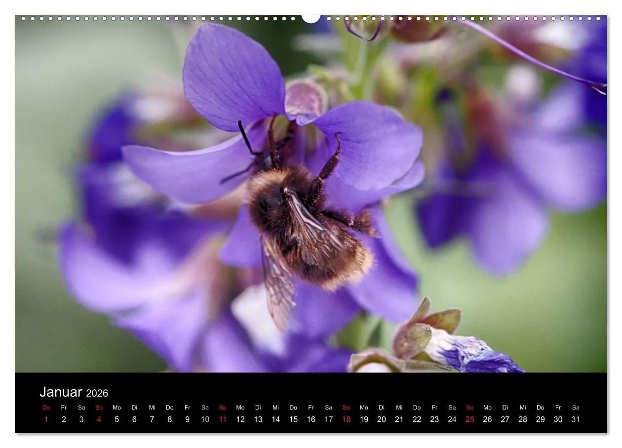Bild: 9783516131079 | Hummelflug (Wandkalender 2026 DIN A2 quer), CALVENDO Monatskalender