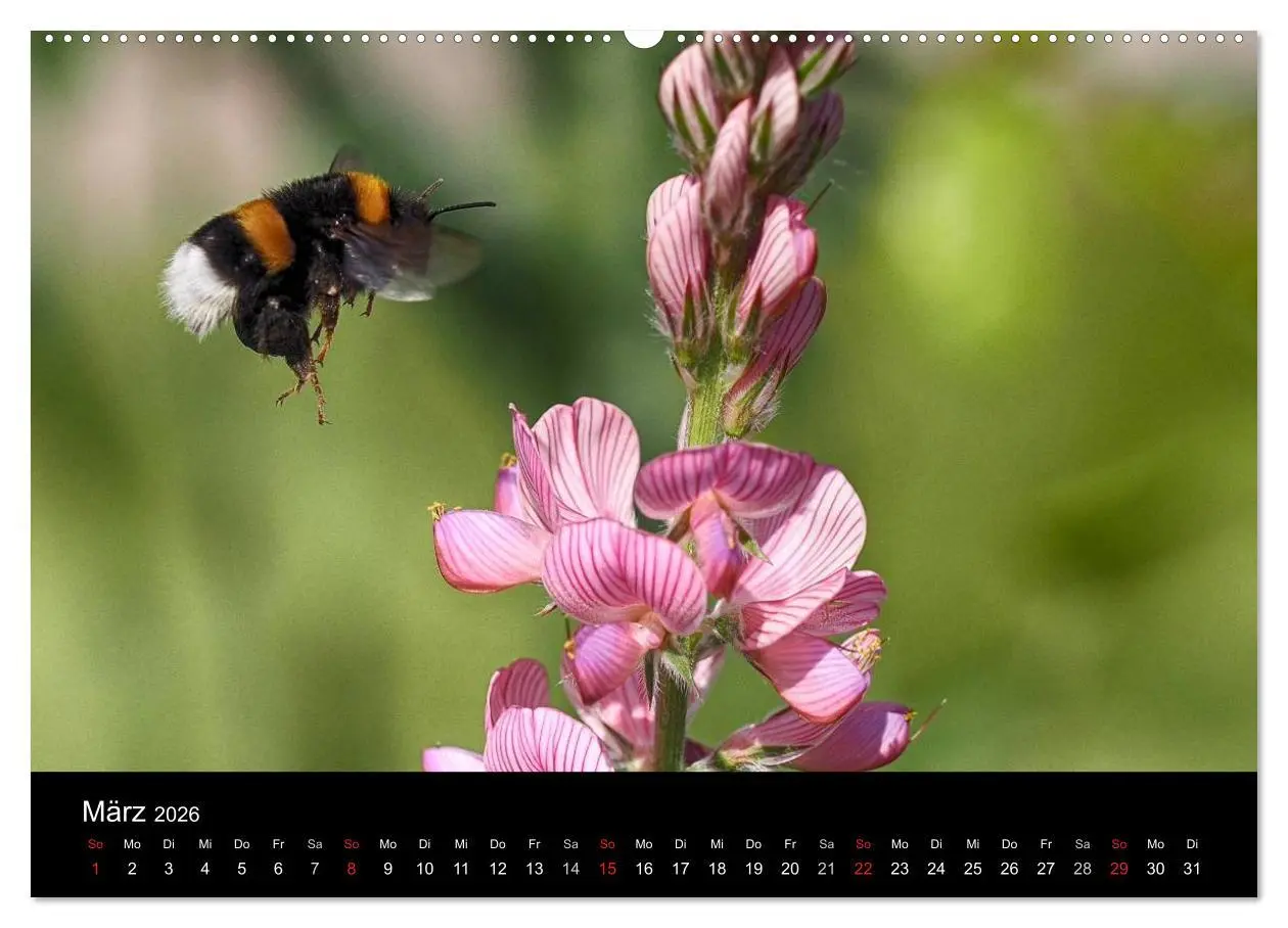 Bild: 9783516131079 | Hummelflug (Wandkalender 2026 DIN A2 quer), CALVENDO Monatskalender