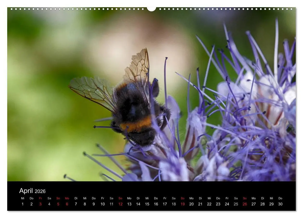 Bild: 9783516131079 | Hummelflug (Wandkalender 2026 DIN A2 quer), CALVENDO Monatskalender