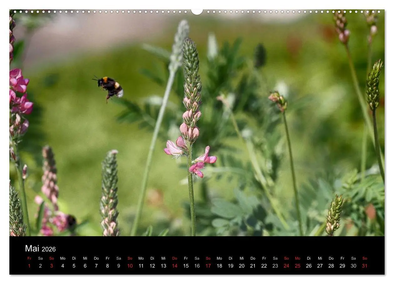 Bild: 9783516131079 | Hummelflug (Wandkalender 2026 DIN A2 quer), CALVENDO Monatskalender