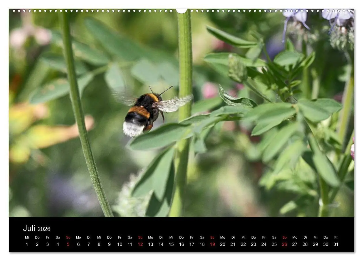 Bild: 9783516131079 | Hummelflug (Wandkalender 2026 DIN A2 quer), CALVENDO Monatskalender