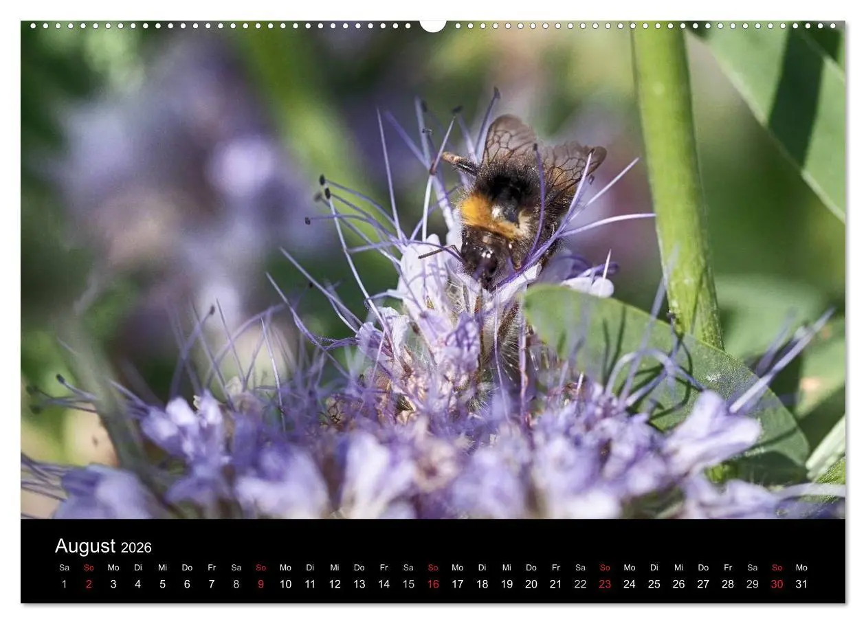 Bild: 9783516131079 | Hummelflug (Wandkalender 2026 DIN A2 quer), CALVENDO Monatskalender