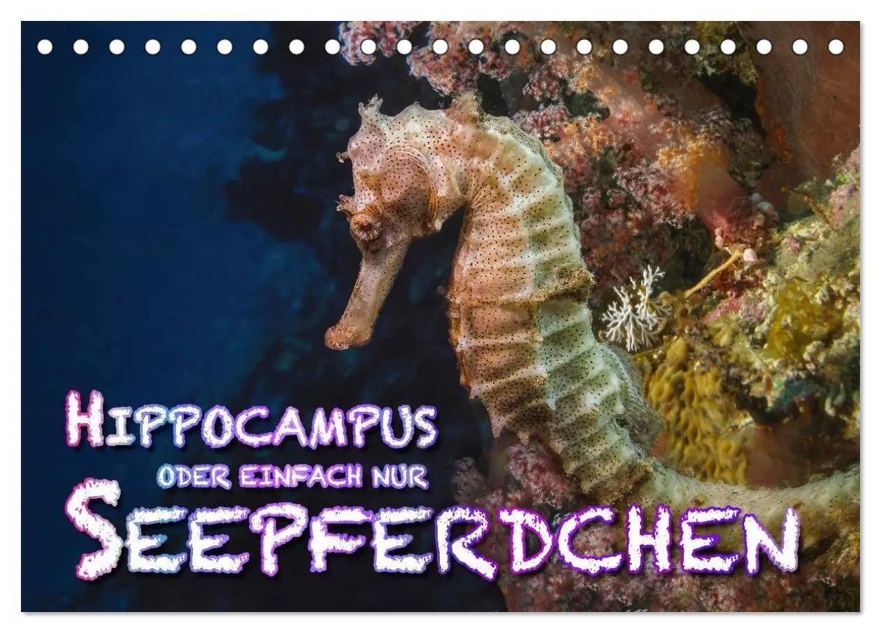 Cover: 9783569911079 | Hippocampus oder einfach nur Seepferdchen (Tischkalender 2027 DIN...