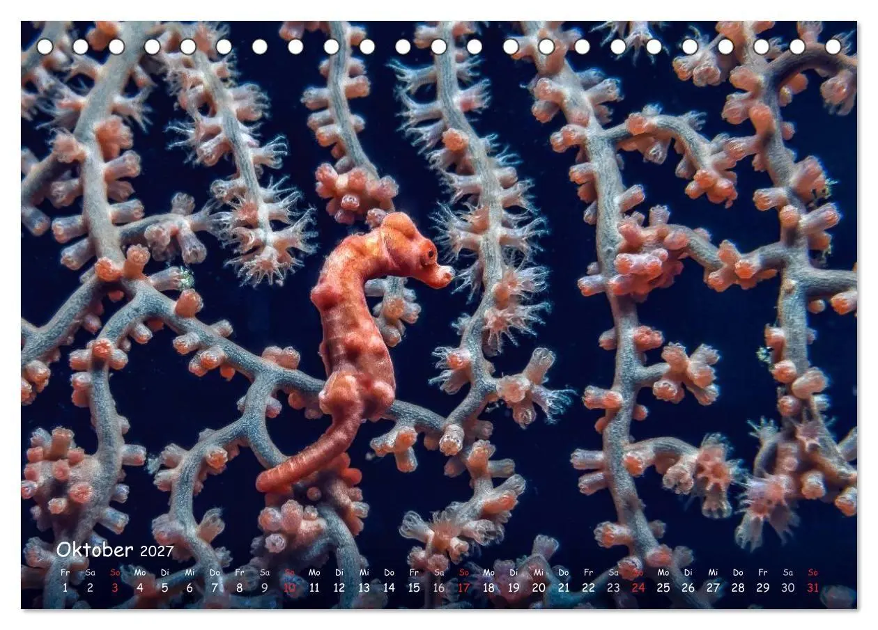 Bild: 9783569911079 | Hippocampus oder einfach nur Seepferdchen (Tischkalender 2027 DIN...