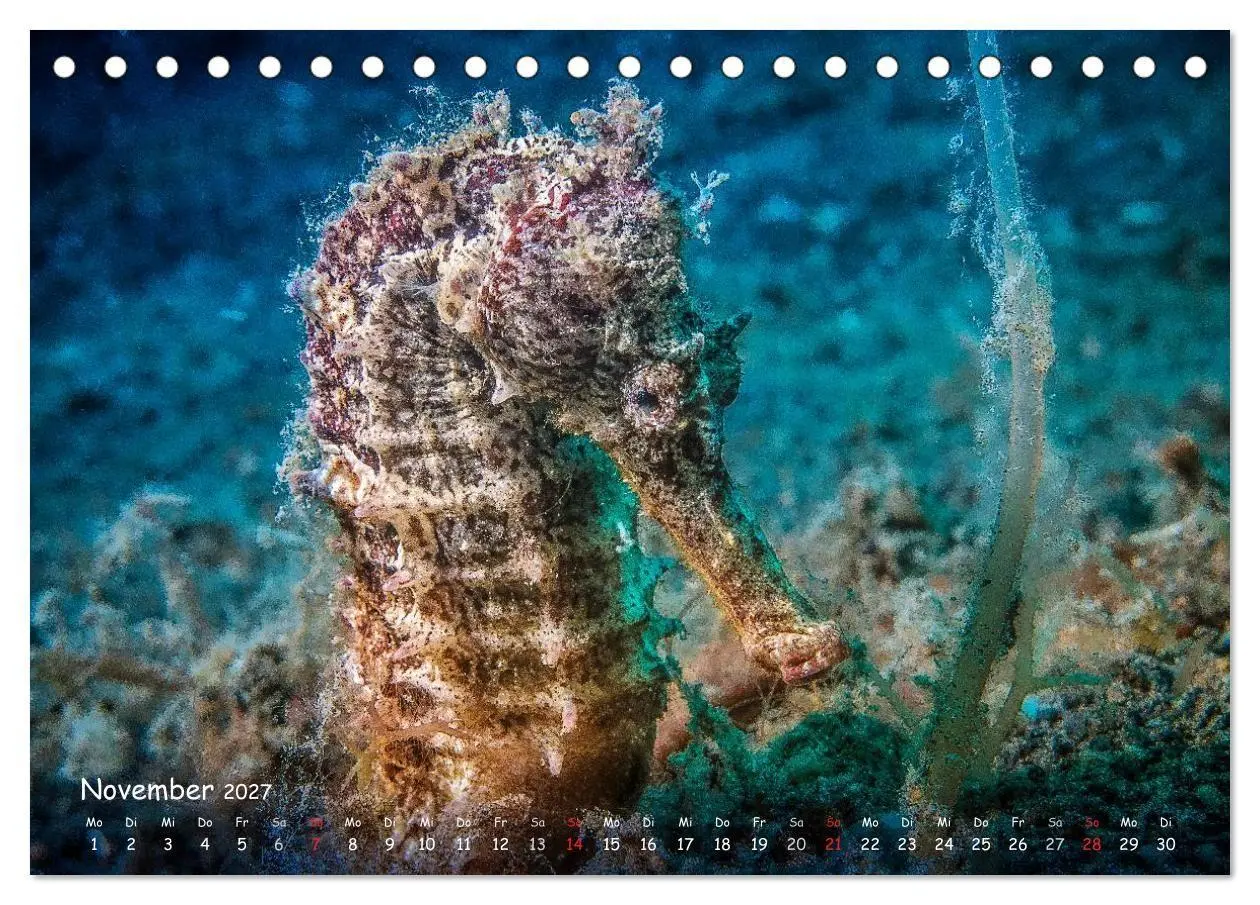 Bild: 9783569911079 | Hippocampus oder einfach nur Seepferdchen (Tischkalender 2027 DIN...