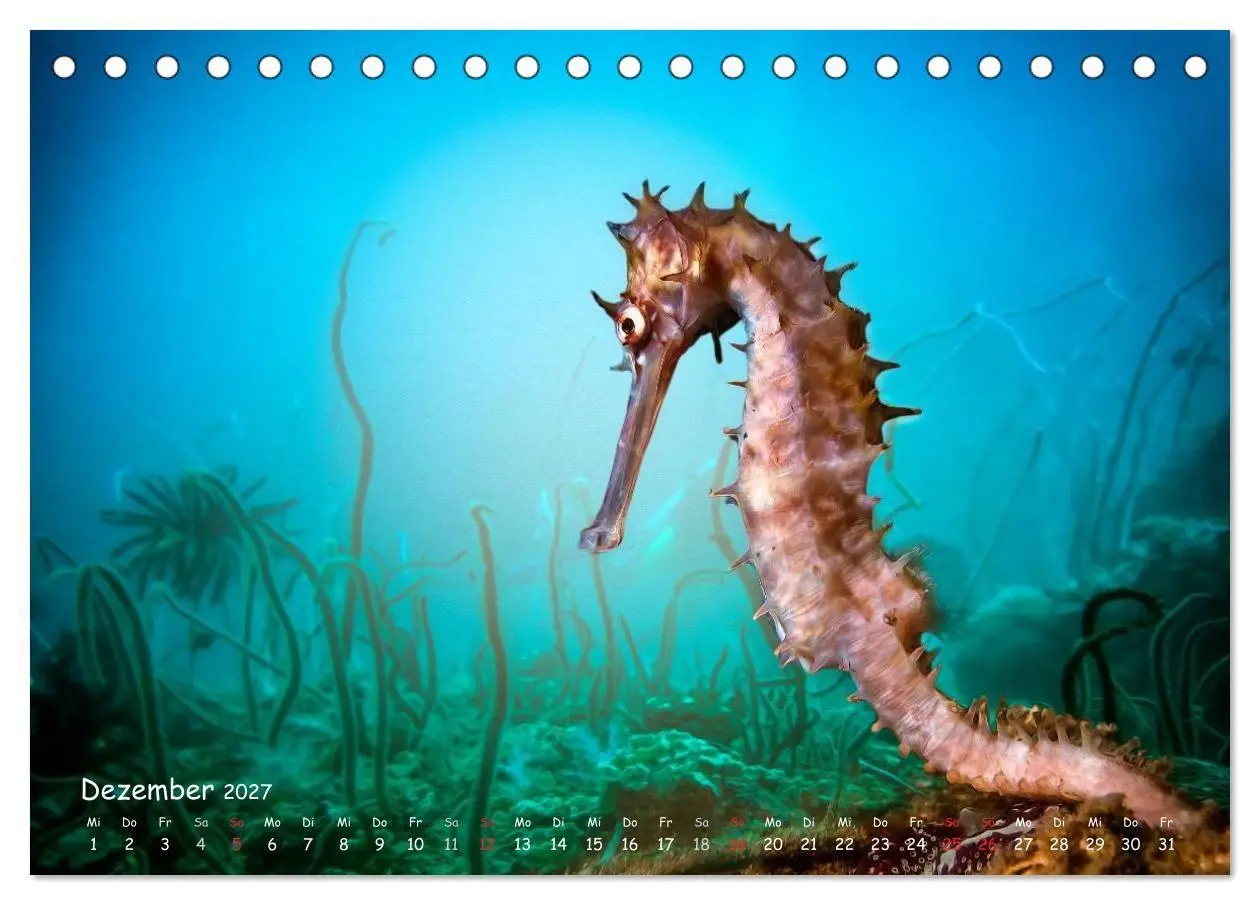 Bild: 9783569911079 | Hippocampus oder einfach nur Seepferdchen (Tischkalender 2027 DIN...