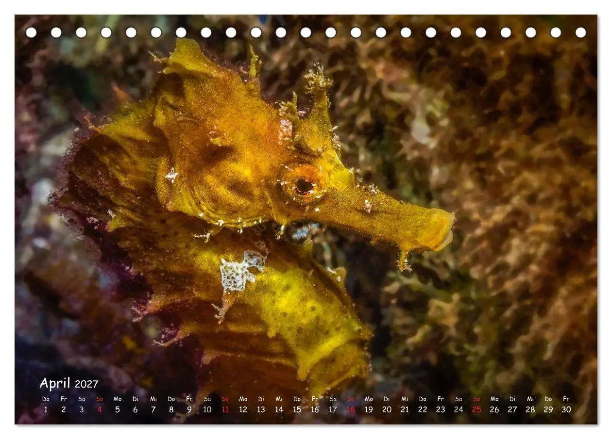 Bild: 9783569911079 | Hippocampus oder einfach nur Seepferdchen (Tischkalender 2027 DIN...