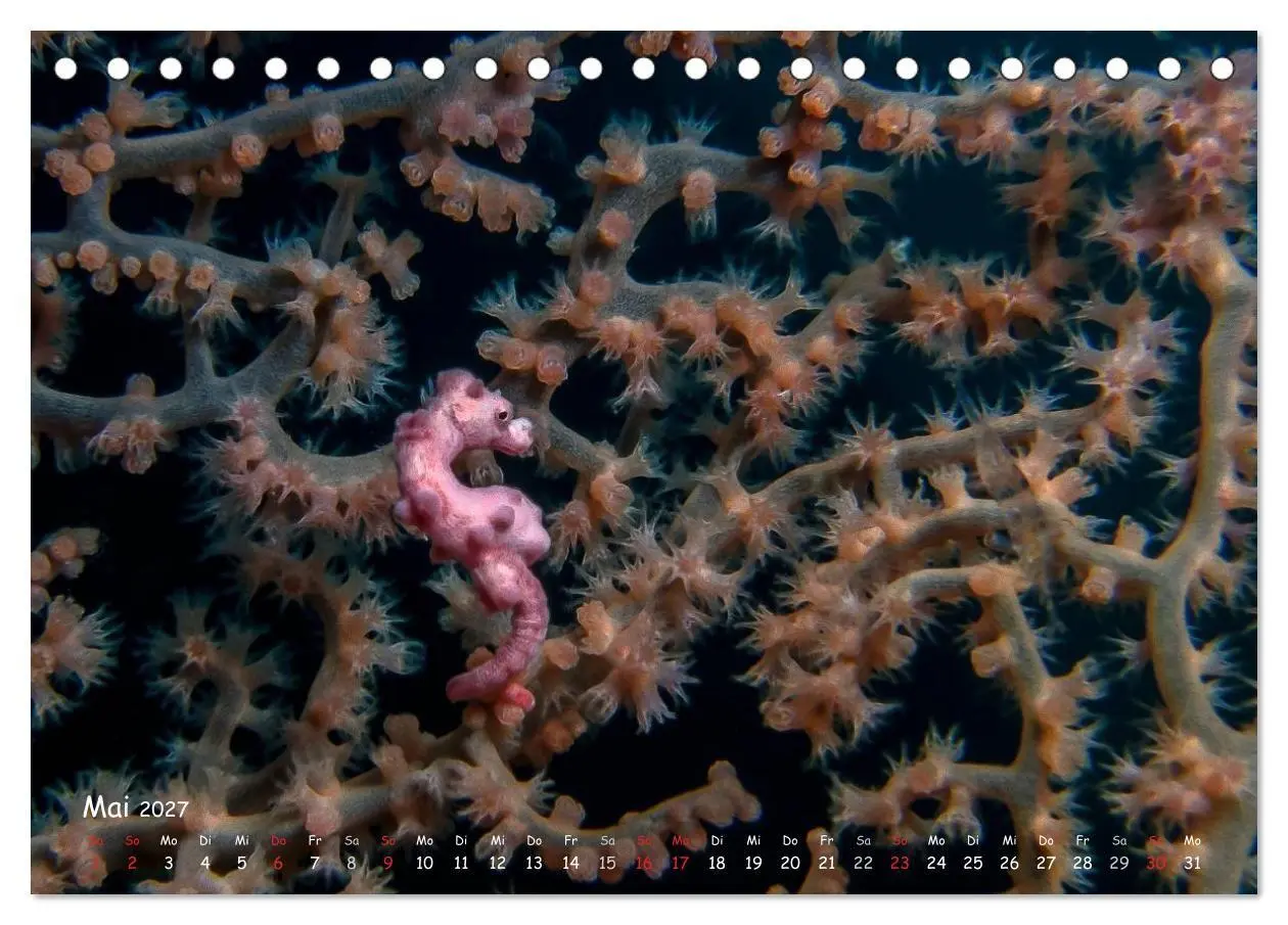 Bild: 9783569911079 | Hippocampus oder einfach nur Seepferdchen (Tischkalender 2027 DIN...