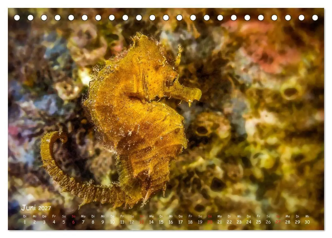 Bild: 9783569911079 | Hippocampus oder einfach nur Seepferdchen (Tischkalender 2027 DIN...