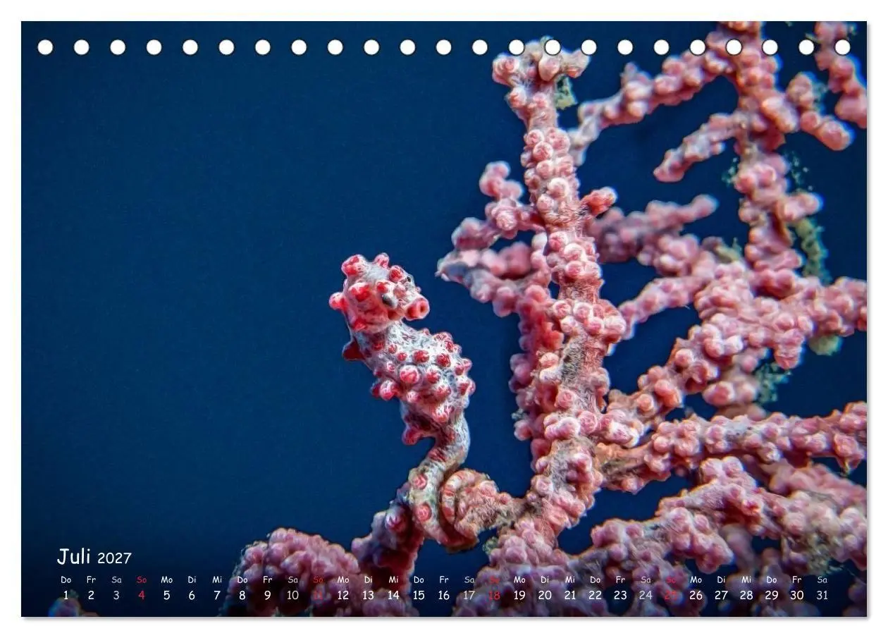 Bild: 9783569911079 | Hippocampus oder einfach nur Seepferdchen (Tischkalender 2027 DIN...