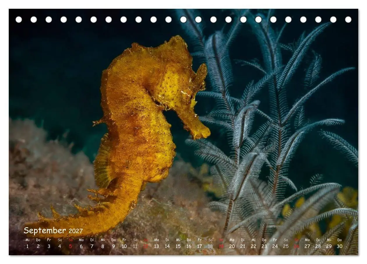 Bild: 9783569911079 | Hippocampus oder einfach nur Seepferdchen (Tischkalender 2027 DIN...