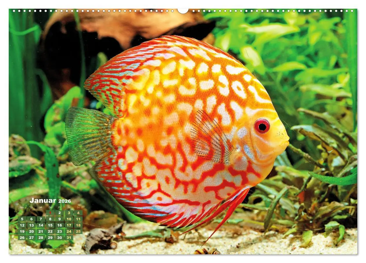 Bild: 9783457271179 | Glanz im Aquarium: Süßwasserfische (hochwertiger Premium...
