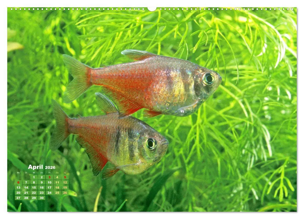 Bild: 9783457271179 | Glanz im Aquarium: Süßwasserfische (hochwertiger Premium...