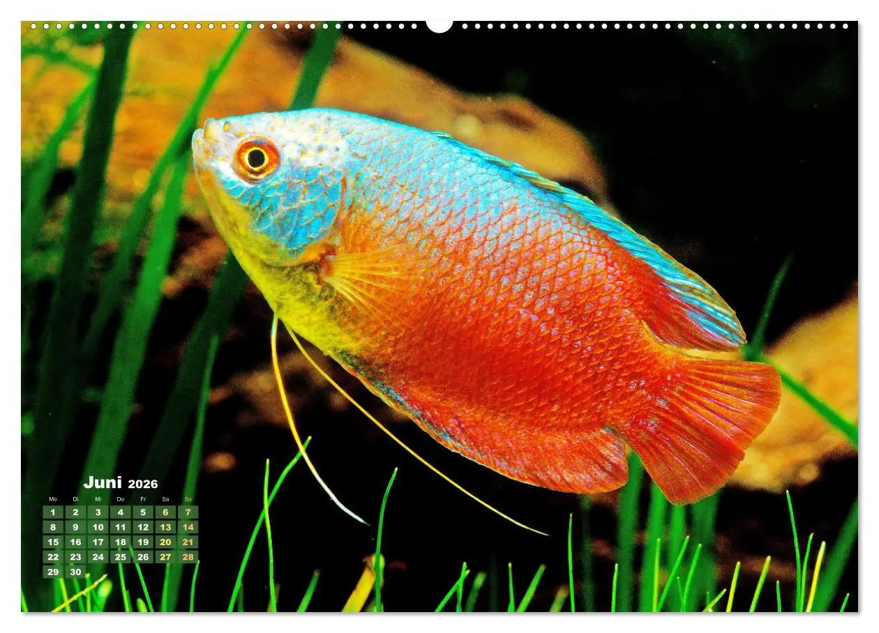 Bild: 9783457271179 | Glanz im Aquarium: Süßwasserfische (hochwertiger Premium...