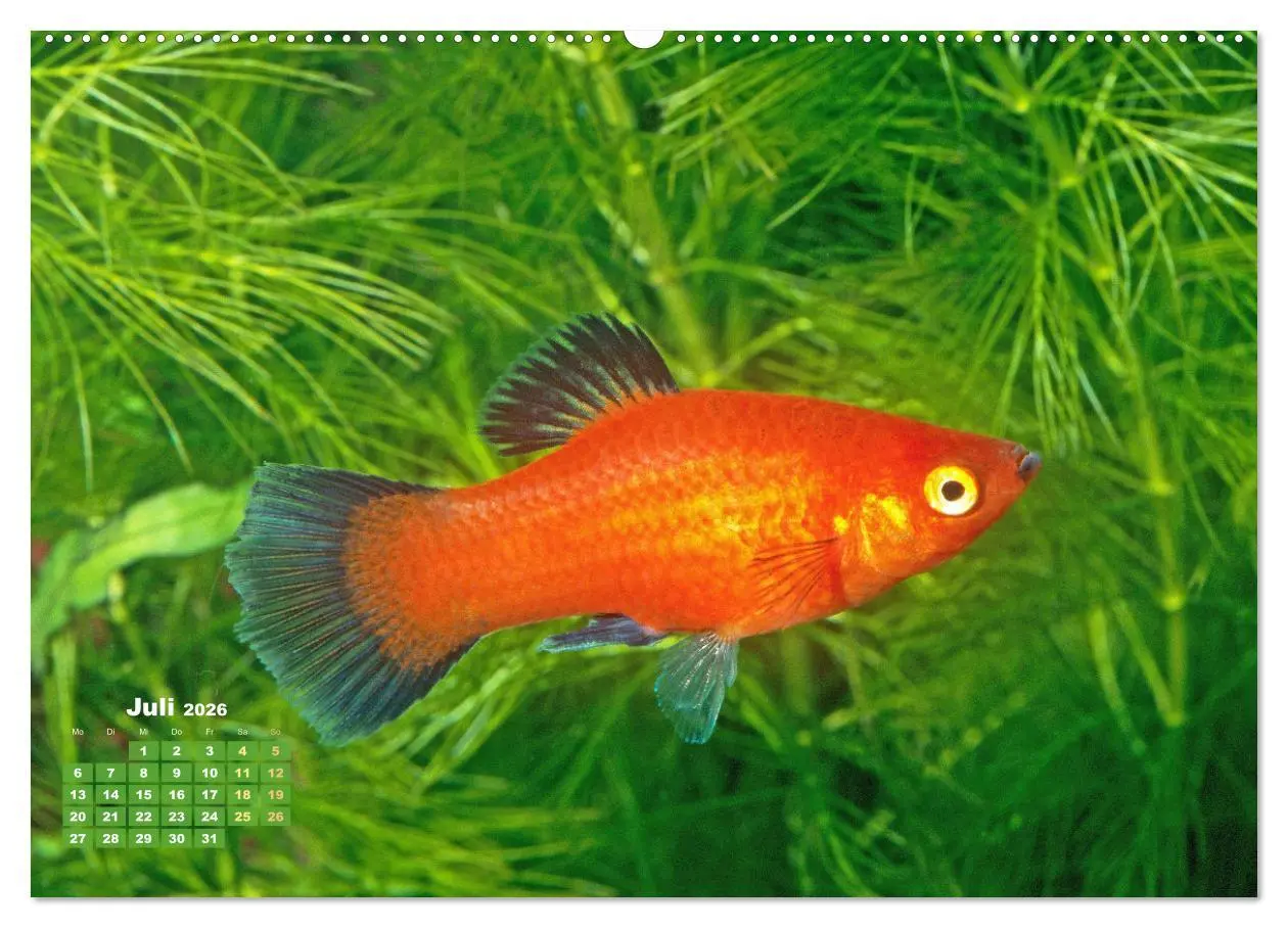 Bild: 9783457271179 | Glanz im Aquarium: Süßwasserfische (hochwertiger Premium...