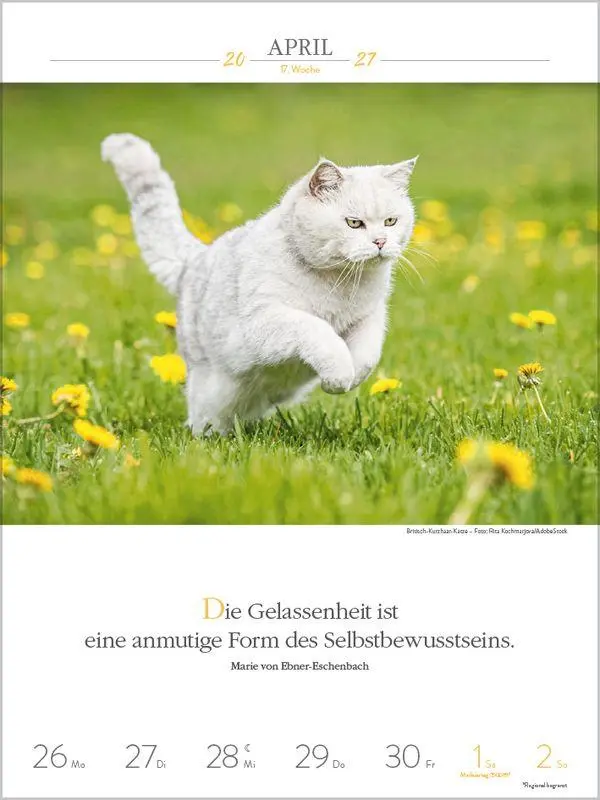 Bild: 9783819301179 | Literaturkalender Katzen 2027 | Korsch Verlag | Kalender | 54 S.