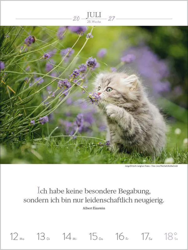 Bild: 9783819301179 | Literaturkalender Katzen 2027 | Korsch Verlag | Kalender | 54 S.