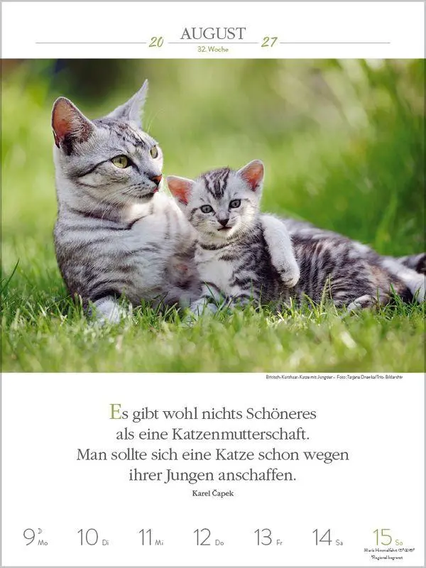 Bild: 9783819301179 | Literaturkalender Katzen 2027 | Korsch Verlag | Kalender | 54 S.
