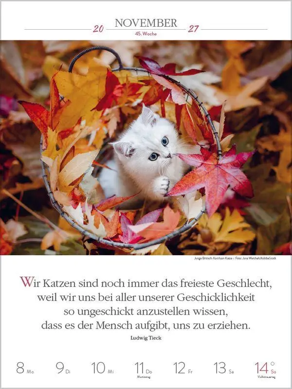 Bild: 9783819301179 | Literaturkalender Katzen 2027 | Korsch Verlag | Kalender | 54 S.