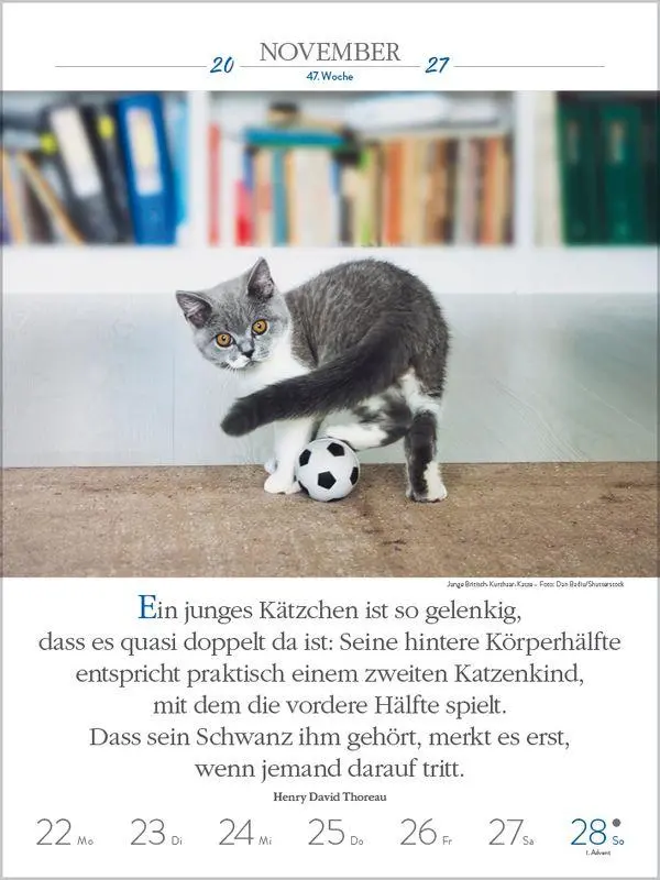 Bild: 9783819301179 | Literaturkalender Katzen 2027 | Korsch Verlag | Kalender | 54 S.