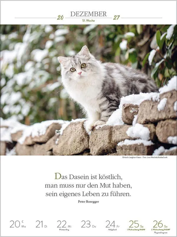 Bild: 9783819301179 | Literaturkalender Katzen 2027 | Korsch Verlag | Kalender | 54 S.