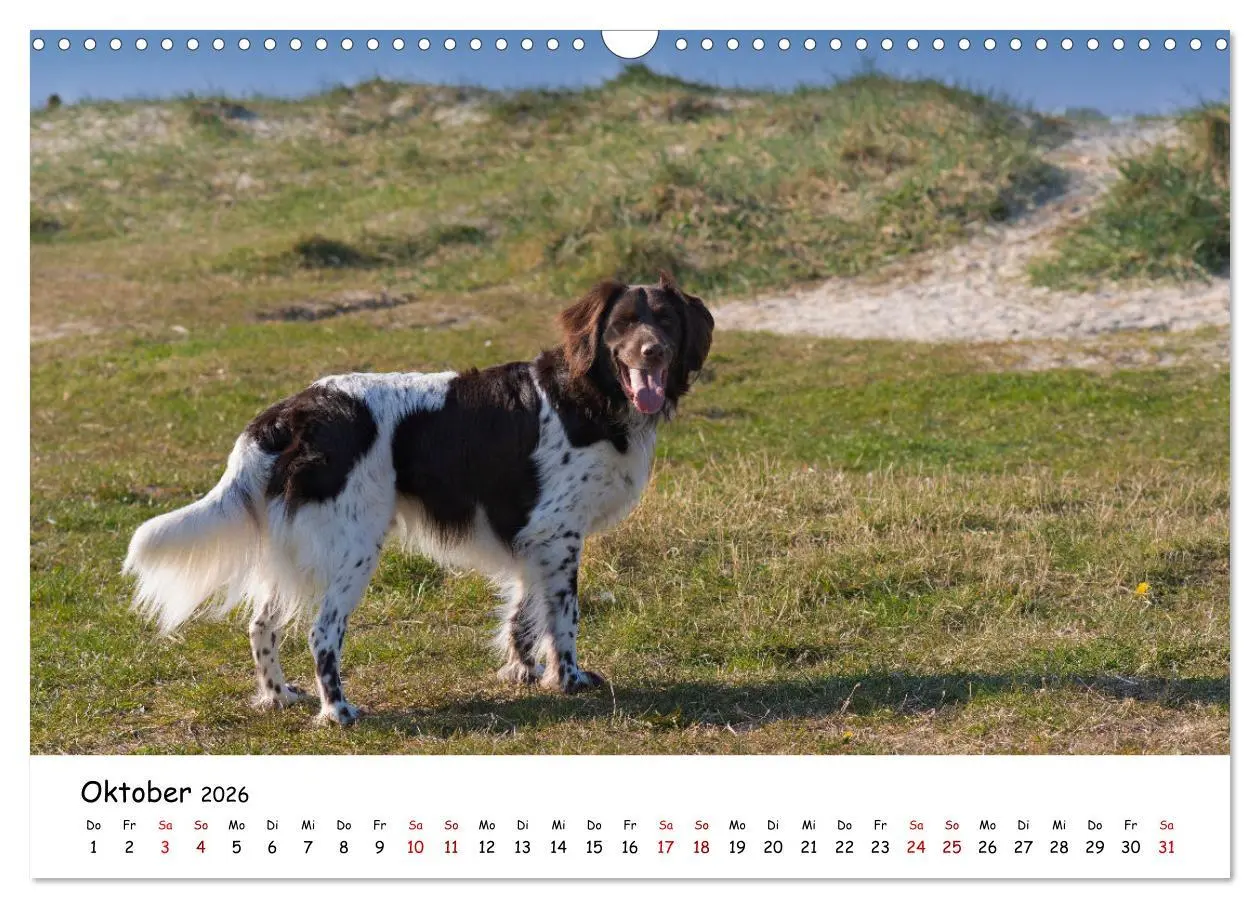 Bild: 9783457641279 | Strandurlaub mit Hund (Wandkalender 2026 DIN A3 quer), CALVENDO...