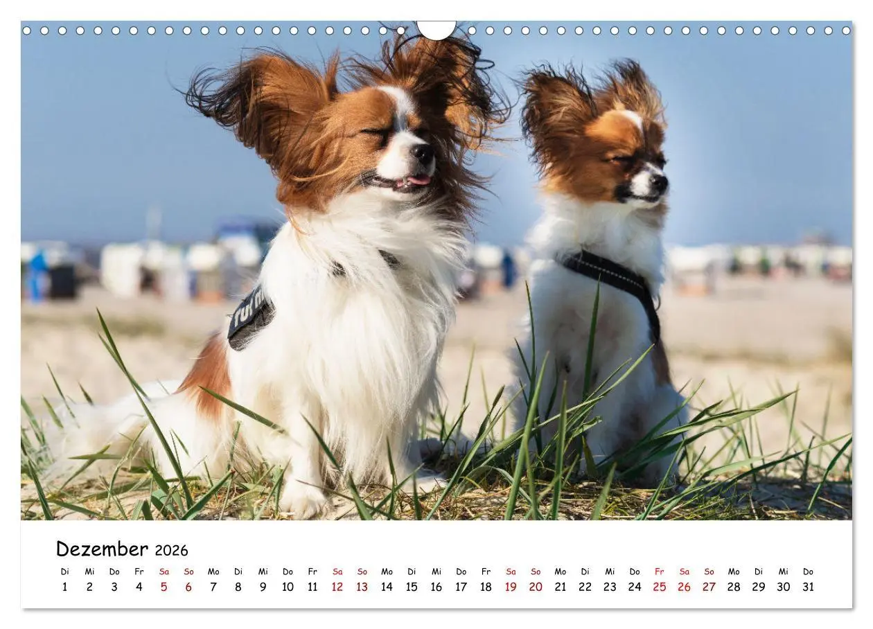 Bild: 9783457641279 | Strandurlaub mit Hund (Wandkalender 2026 DIN A3 quer), CALVENDO...