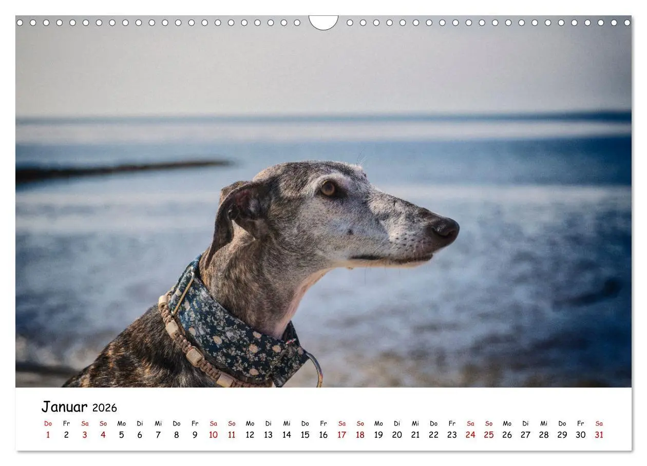 Bild: 9783457641279 | Strandurlaub mit Hund (Wandkalender 2026 DIN A3 quer), CALVENDO...