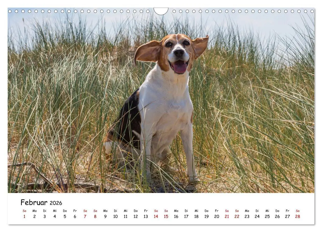Bild: 9783457641279 | Strandurlaub mit Hund (Wandkalender 2026 DIN A3 quer), CALVENDO...