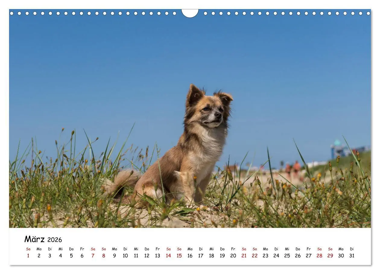 Bild: 9783457641279 | Strandurlaub mit Hund (Wandkalender 2026 DIN A3 quer), CALVENDO...