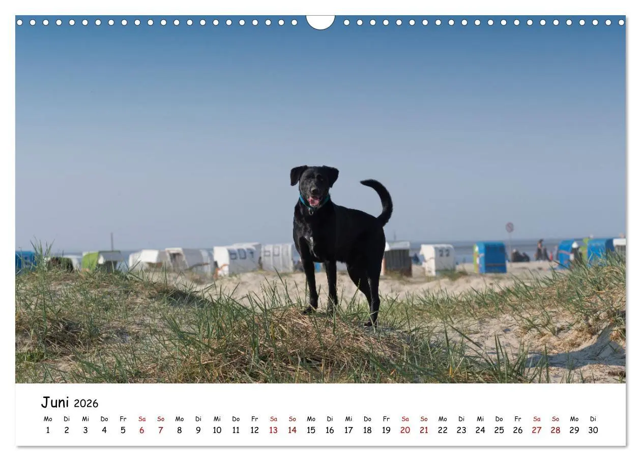 Bild: 9783457641279 | Strandurlaub mit Hund (Wandkalender 2026 DIN A3 quer), CALVENDO...