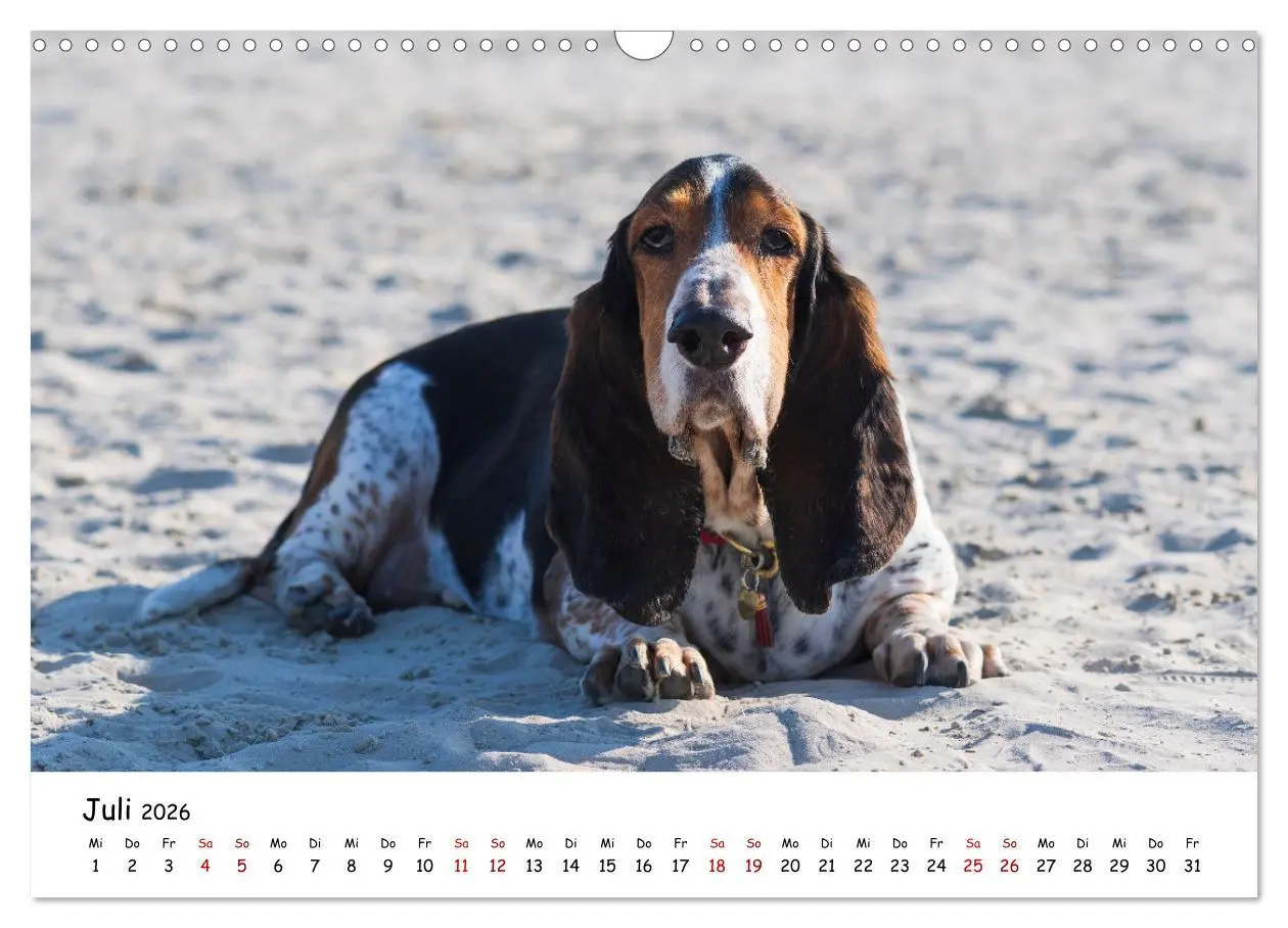 Bild: 9783457641279 | Strandurlaub mit Hund (Wandkalender 2026 DIN A3 quer), CALVENDO...