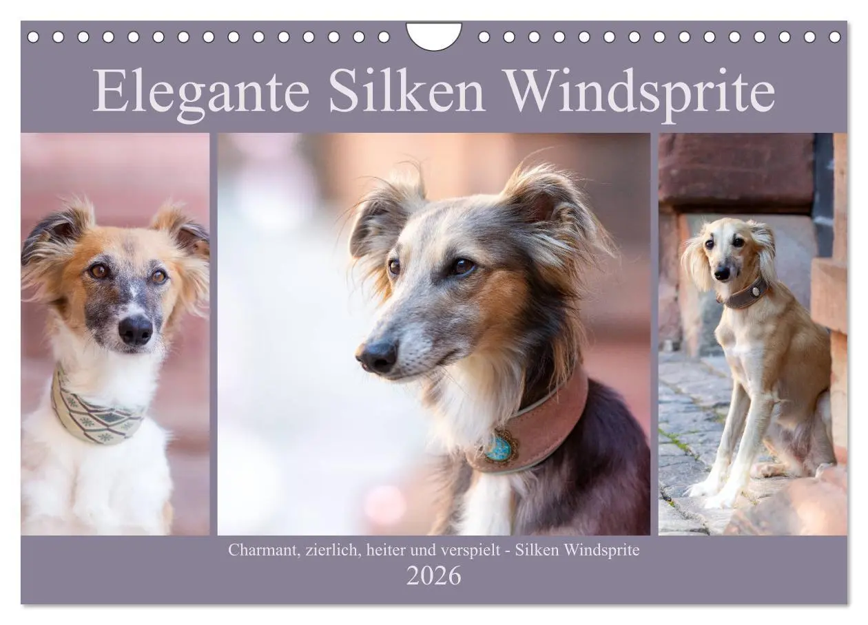 Cover: 9783457791479 | Elegante Silken Windsprite (Wandkalender 2026 DIN A4 quer),...