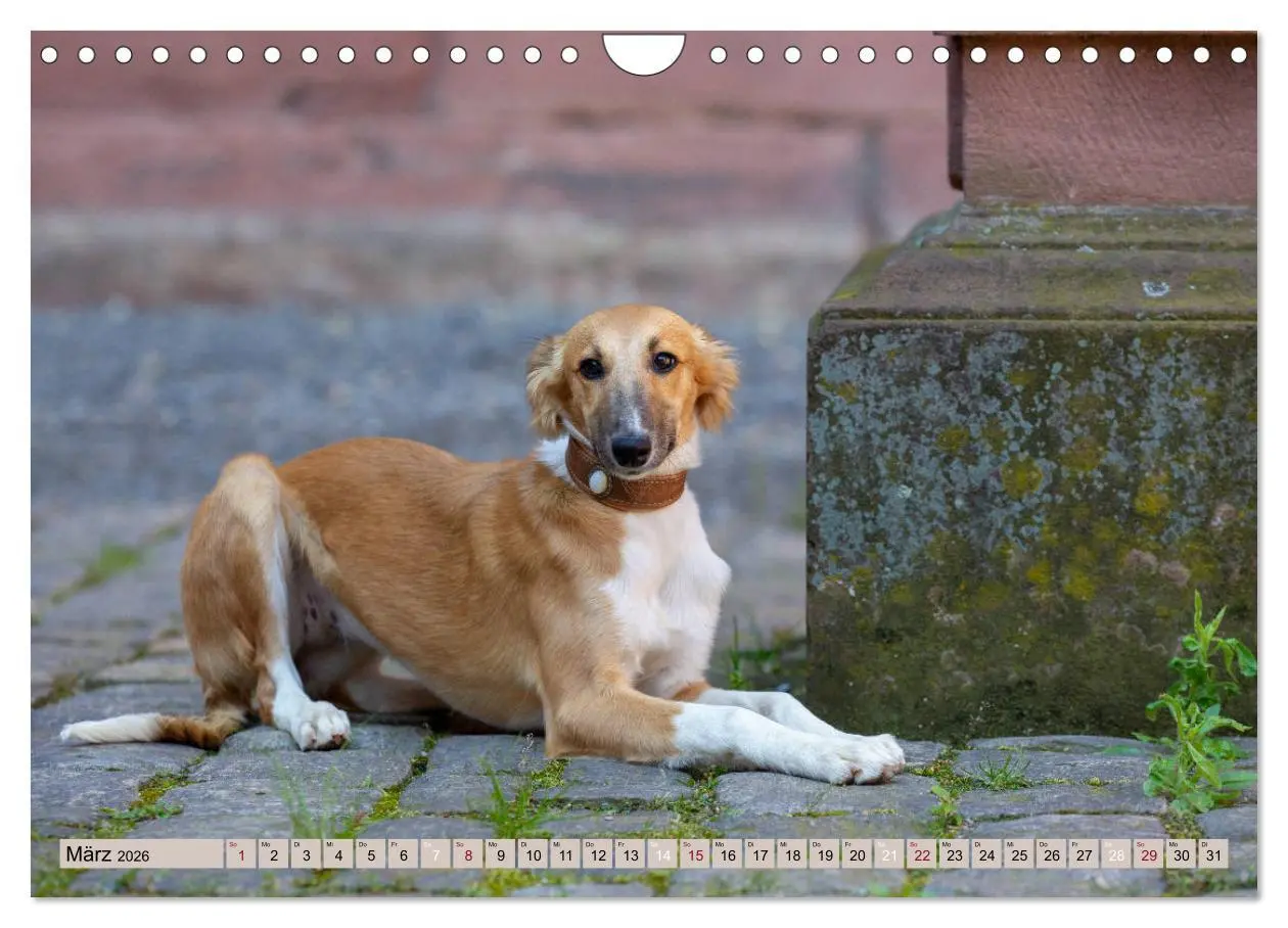 Bild: 9783457791479 | Elegante Silken Windsprite (Wandkalender 2026 DIN A4 quer),...