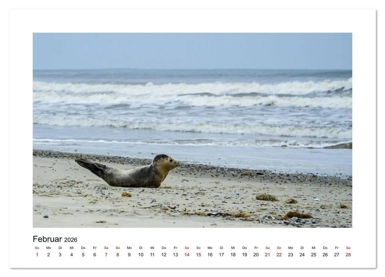 Bild: 9783516631579 | Juist Strandmomente (Wandkalender 2026 DIN A3 quer), CALVENDO...
