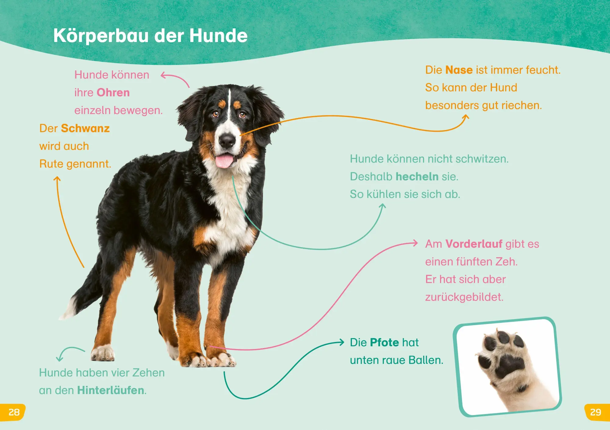 Bild: 9783788681579 | WAS IST WAS Erstes Lesen easy! Hunde - meine Lieblingstiere | Buch