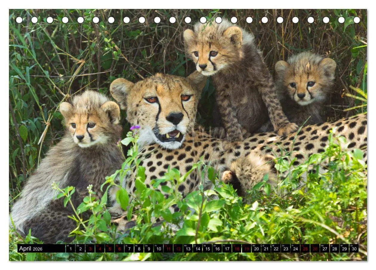 Bild: 9783457841679 | Tansania - Tierwanderung in der Serengeti (Tischkalender 2026 DIN...