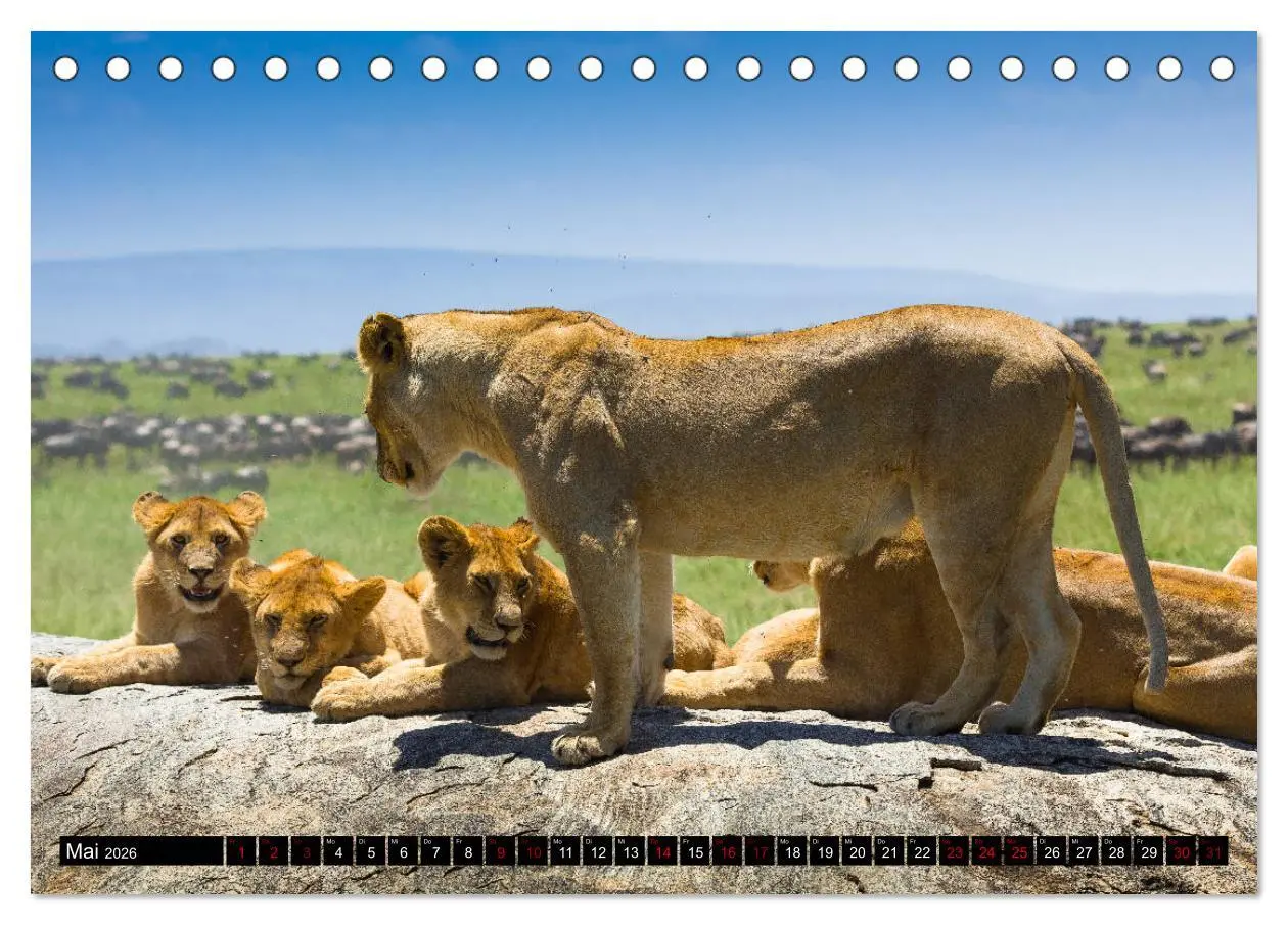 Bild: 9783457841679 | Tansania - Tierwanderung in der Serengeti (Tischkalender 2026 DIN...