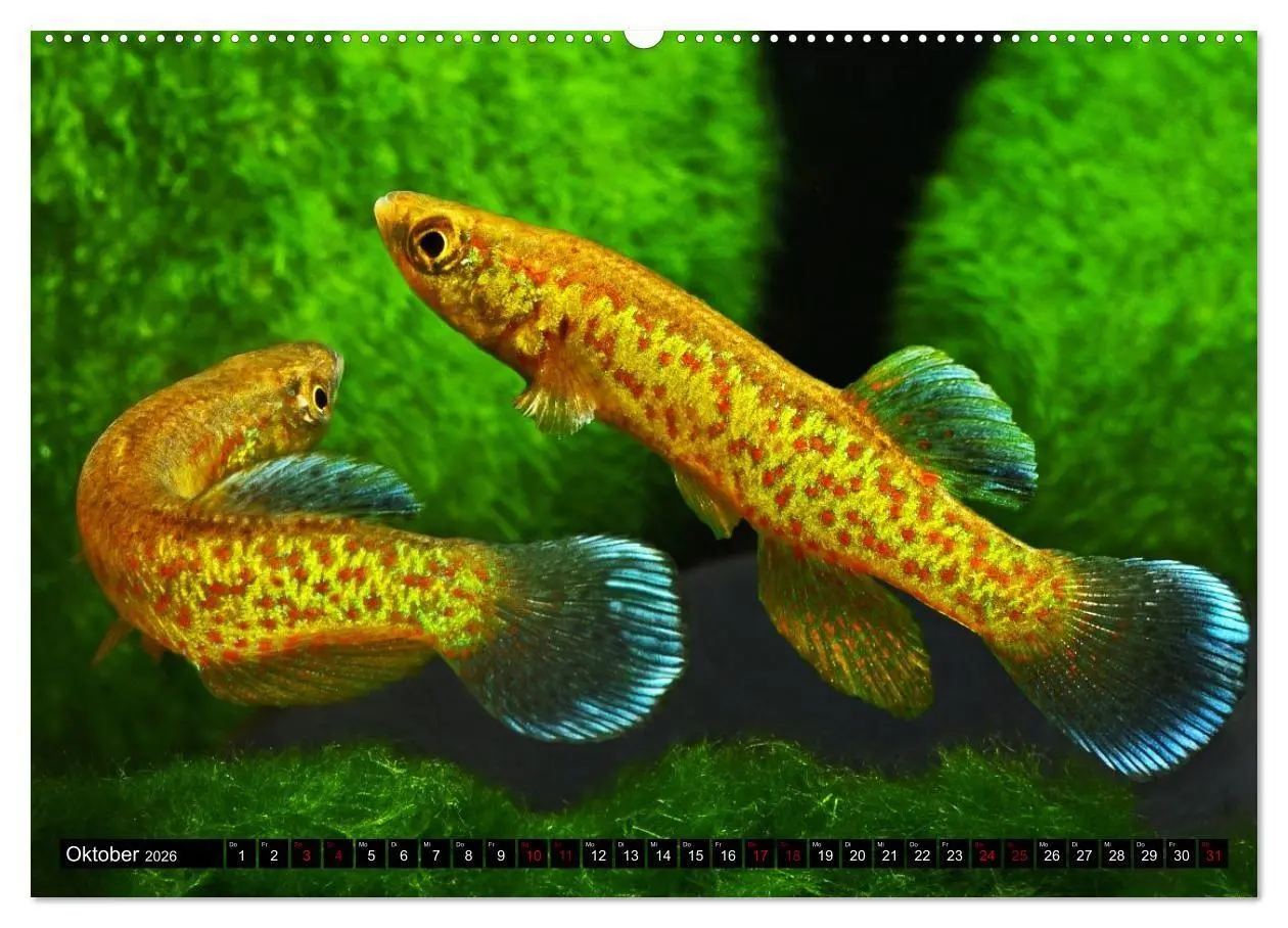 Bild: 9783457381779 | Outdoor-Aquaristik (hochwertiger Premium Wandkalender 2026 DIN A2...